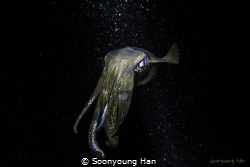 reef squid
teammax house reef nightdive by Soonyoung Han 